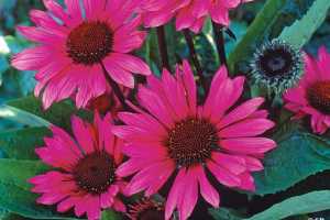 Echinacea purpurea para reforzar el Sistema Inmunológico