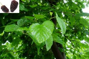 Imagen ilustrativa del artículo Beneficios saludables de las hojas de Mora y el té de Moras