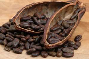 Cacao y su relación con el Acné
