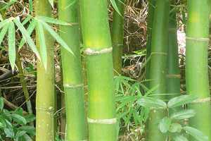 Propiedades del Bambú para las Articulaciones y la Piel