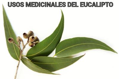 Imagen ilustrativa del artículo Beneficios del Eucalipto para la Salud