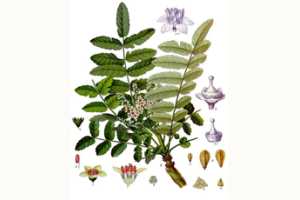 Imagen ilustrativa del artículo Boswellia Serrata y Cáncer Cerebral. Plantas medicinales