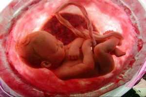 Propiedades del Zinc en el desarrollo del feto y el desarrollo infantil 