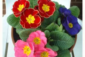 Imagen ilustrativa del artículo Propiedades y beneficios de la Primavera o Primula. Planta medicinal