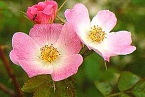 Rosa Mosqueta para el Tratamiento de las úlceras